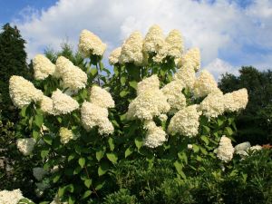 Rispenhortensie GRANDIFLORA