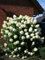 Hortensja Bukietowa GRANDIFLORA
