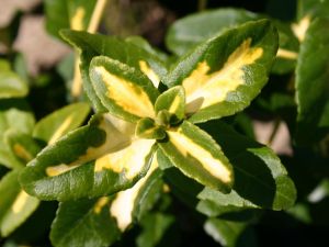Euonymus SUNSPOT
