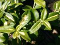 Trzmielina SUNSPOT