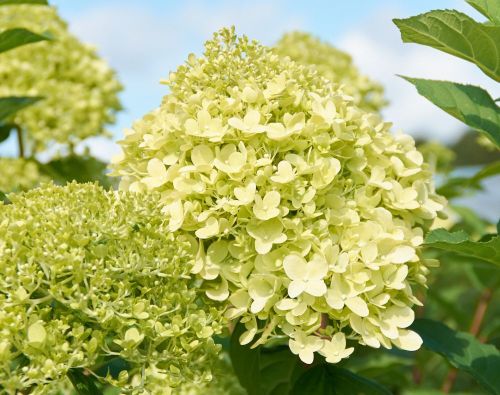 Hortensie LIMELIGHT