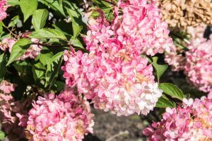 Rispenhortensie PHANTOM