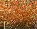 TURZYCA Ceglasta PRAIRIE FIRE