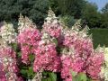 Hortensja bukietowa PINKY WINKY