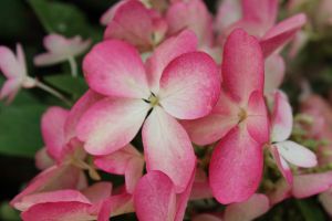 Riesenhortensie PINKY WINKY