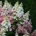 Hortensja bukietowa PINKY WINKY