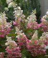 Hortensja bukietowa PINKY WINKY