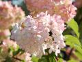 Hortensja bukietowa PINKY WINKY