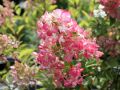 Hortensja bukietowa PINKY WINKY