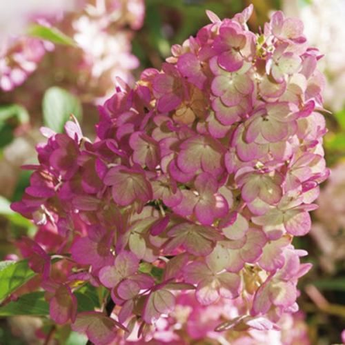Rispenhortensie SUNDAE FRAISE