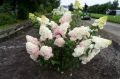 Hortensja Bukietowa SUNDAE FRAISE