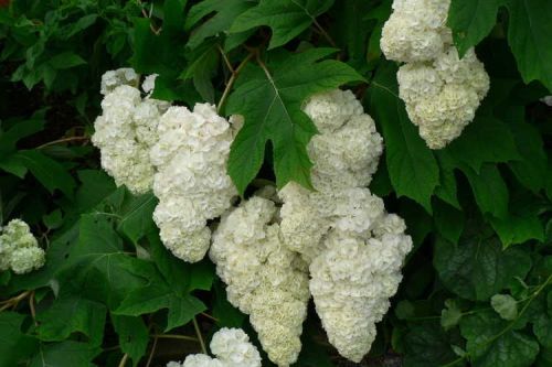 Hortensie mit Eichenblättern WHITE