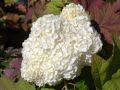 Hortensja dębolistna WHITE