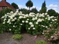 Hortensja ANNABELLE
