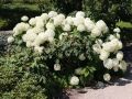 Hortensja ANNABELLE