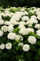 Hortensja ANNABELLE