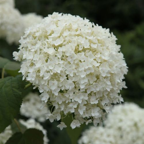 Hortensie  ANNABELLE