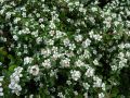 Irga CORAL BEAUTY szwedzka na pniu