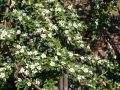 Irga CORAL BEAUTY szwedzka na pniu
