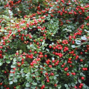 Dammer's Spiraea MAJOR