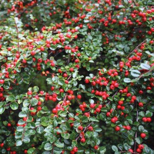 Dammer's Spiraea MAJOR
