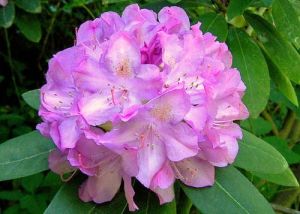 Rhododendron ROSEUM ELEGANS