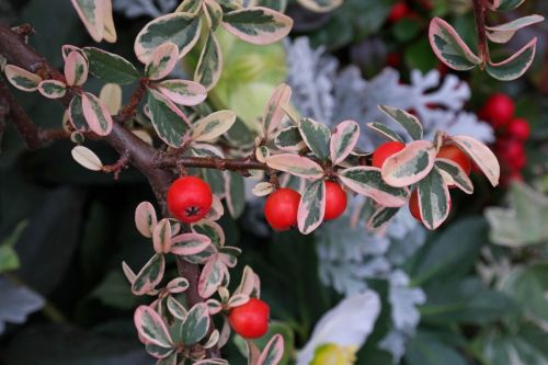 Schweden Buckelspindel JULIETTE auf Stamm