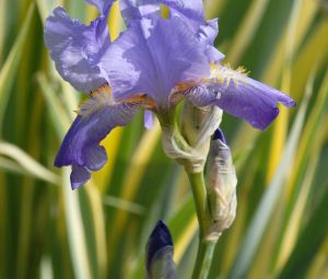 Iris laevigata VARIEGATA – Glatte Iris