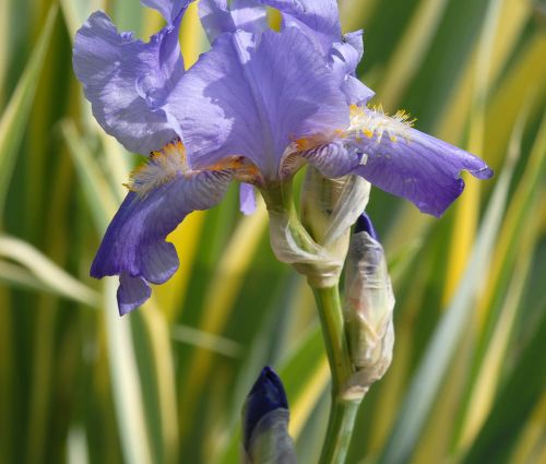 Iris laevigata VARIEGATA – Glatte Iris