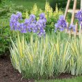 Iris laevigata VARIEGATA - kosaciec gładki