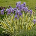 Iris laevigata VARIEGATA - kosaciec gładki