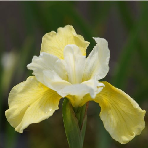Sibirischer Iris BUTTER UND ZUCKER