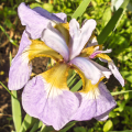 Irys Syberyjski Rikugi Sakura