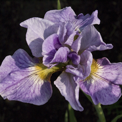 Sibirischer Iris RIKUGI SAKURA