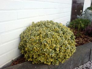 Pfaffenhütchen EMERALD GOLD