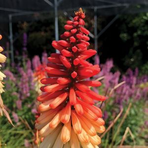 Kugeldistel ORANGE VANILLA POPSICLE