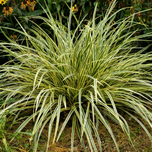 Osimsche Segge MAXIGOLD
