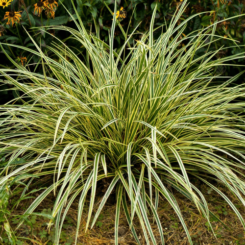 Osimsche Segge MAXIGOLD