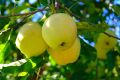 Jabłoń GOLDEN DELICIOUS