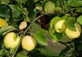 Jabłoń GOLDEN DELICIOUS