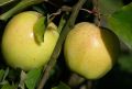 Jabłoń GOLDEN DELICIOUS