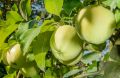 Jabłoń GOLDEN DELICIOUS