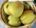 Jabłoń GOLDEN DELICIOUS