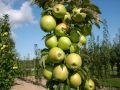 Jabłoń kolumnowa BOLERO