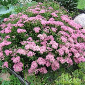 Japanische Spirea JAPANISCHER DWARF