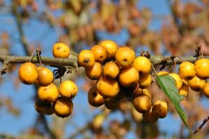 Zierapfelbaum GOLDEN HORNET