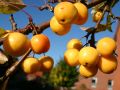 Jabłoń Rajska GOLDEN HORNET