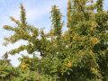 Jabłoń Rajska GOLDEN HORNET