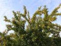 Jabłoń Rajska GOLDEN HORNET