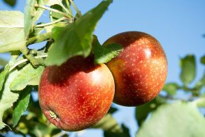 Apfelbaum RED BOSKOOP